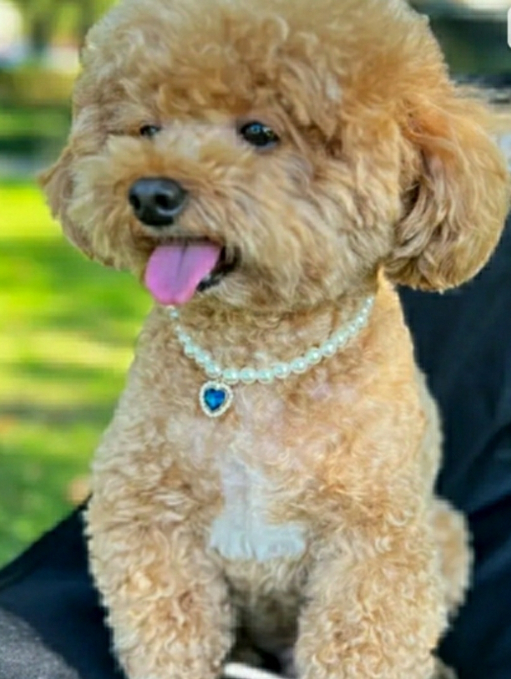 ⭐HOST PICK ⭐ PET NECKLACE